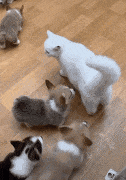 고양이 따라다니는 웰시코기 댕댕이들.gif | 인스티즈