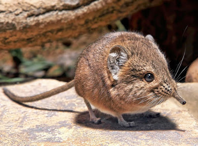 코끼리와 먼 친척이지만 사이즈가 많이 다른 아이.gif | 인스티즈