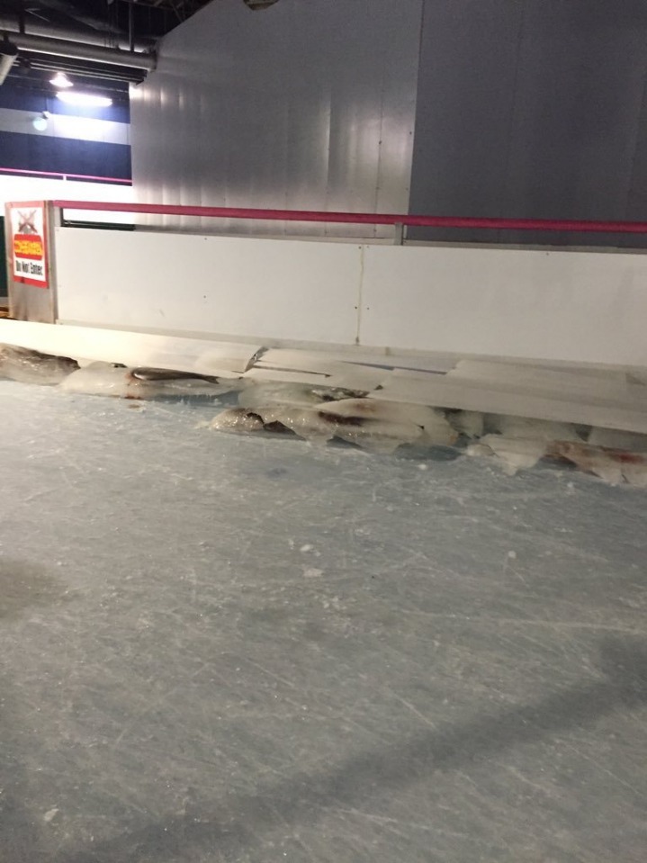 물고기 오천마리를 얼려 만든 아이스링크장....jpg | 인스티즈