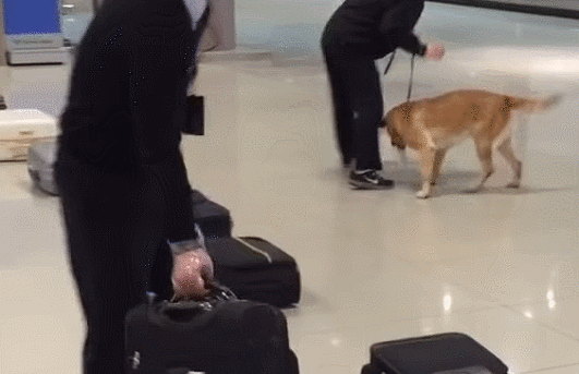 인천공항 마약탐지견이 마약찾는 모습.gif | 인스티즈