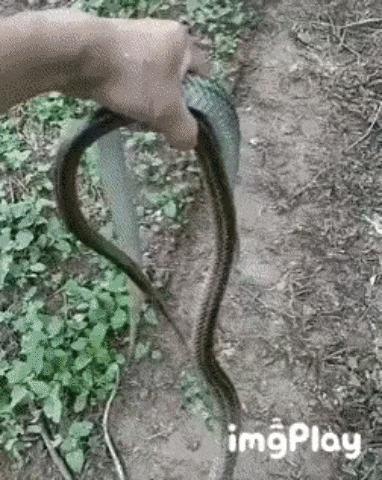 뱀잡을때 머리부터 잡아야하는 이유.gif | 인스티즈