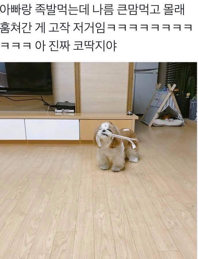 큰맘먹고 훔친 댕댕이 | 인스티즈