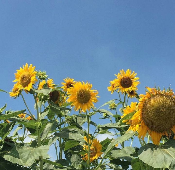 해바라기 하면 가장 먼저 생각나는 것은? | 인스티즈