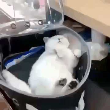 고양이 잠깨우는법 | 인스티즈