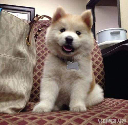시바견+사모예드=시바예드 | 인스티즈