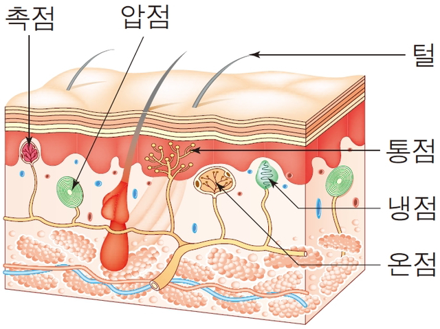 서리불꽃의 맛을 느끼는 방법.txt | 인스티즈