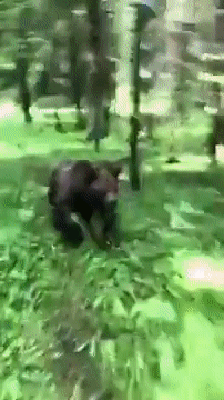 피자 먹는 곰.gif | 인스티즈