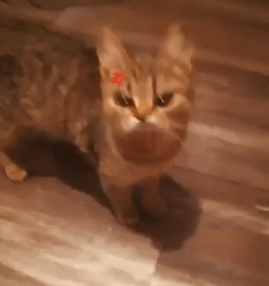 고양이 표정 어플.gif | 인스티즈