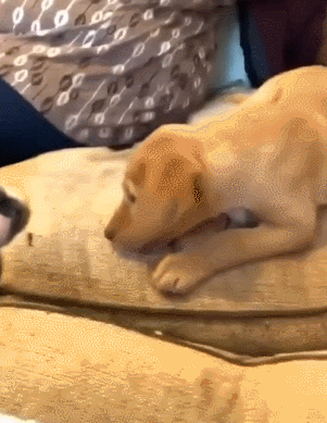 친구한테 과자 반 양보하는 리트리버 댕댕이.gif | 인스티즈