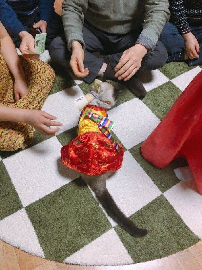 세뱃돈 받는 고양이 .jpg | 인스티즈