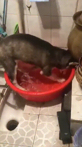 물장난 하다 고양이한테 혼나는 댕댕이.gif | 인스티즈