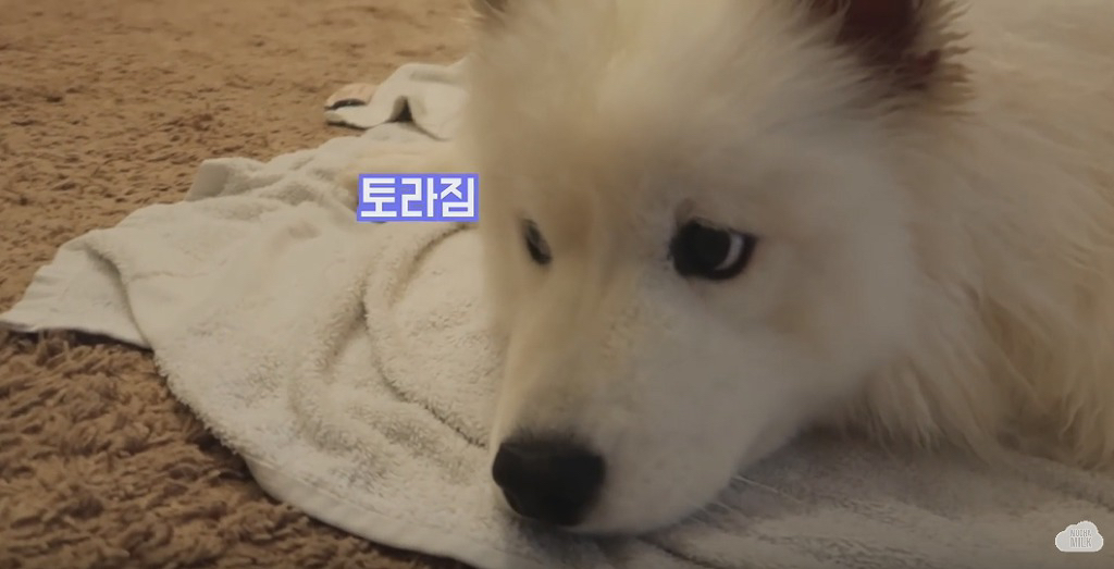 세상 순한 사모예드 댕댕이 목욕 시키기.jpgif | 인스티즈