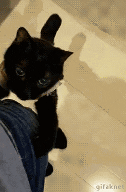 검은 고냥이 | 인스티즈