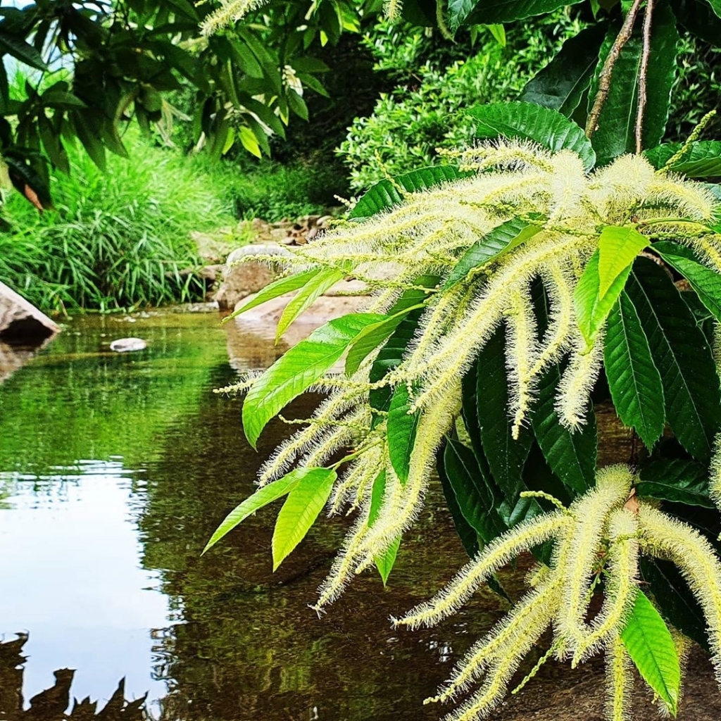 밤나무에 핀 밤꽃.........jpg | 인스티즈