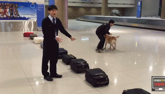 인천공항 마약탐지견이 마약찾는 모습.gif | 인스티즈