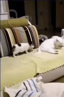 뒤에서 습격하려다 들킨 고양이 | 인스티즈