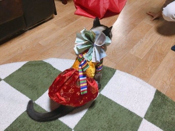 세뱃돈 받는 고양이 .jpg | 인스티즈