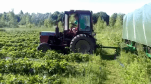 딸기 수확하는 농기구.gif | 인스티즈