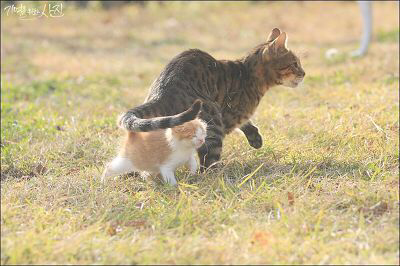 디씨에서 난리났었던 마당에서 찍은 새끼 고양이.jpg | 인스티즈