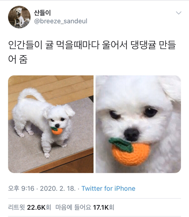 인간들이 귤 먹을때마다 울어서 댕댕귤 만들어줌 | 인스티즈