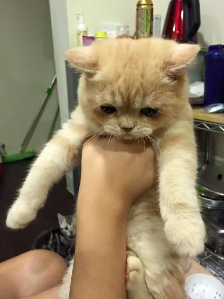 약먹고 우는 고양이.jpg | 인스티즈