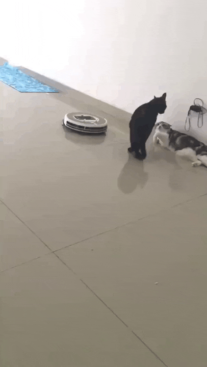 청소기는 잠깐 나가있어.gif | 인스티즈