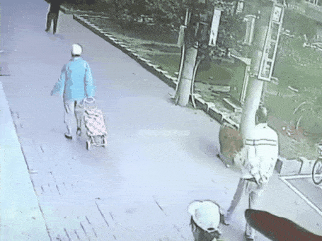 진짜 뜬금없이 고양이, 개 때문에 일어난 사고.gif (혐오주의) | 인스티즈