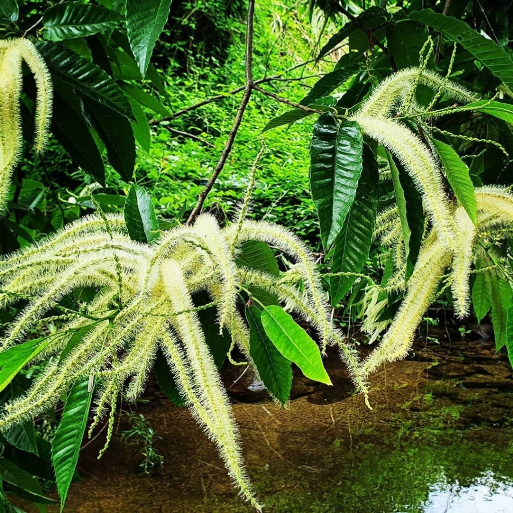 밤나무에 핀 밤꽃.........jpg | 인스티즈