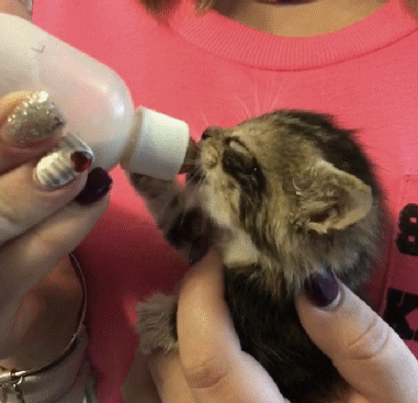 맘마 먹으면 귀가 팔랑거리는 냥이들.....gif | 인스티즈