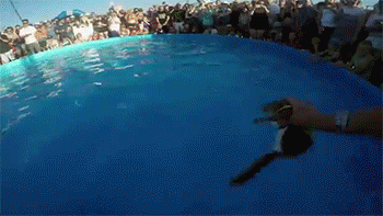 수상스키 고인물 다람쥐 | 인스티즈