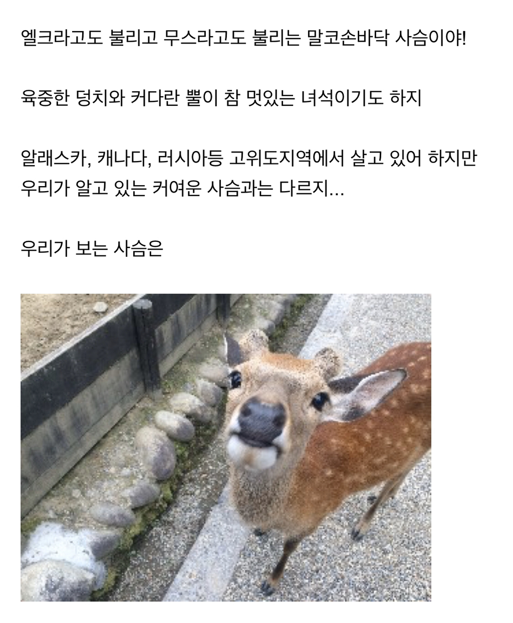 시슴....시슴을 조심하십시오...! | 인스티즈