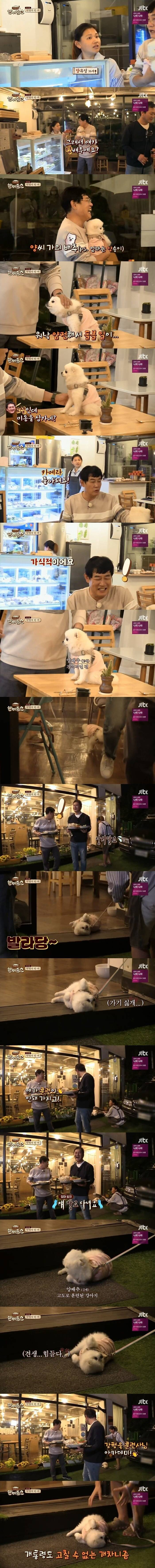 한끼줍쇼에 나온 핵짱귀 댕댕이...양배추.JPG | 인스티즈