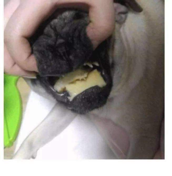 명절 댕댕이 극과 극 | 인스티즈