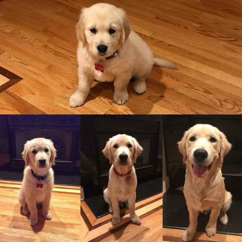 리트리버 성장과정 | 인스티즈