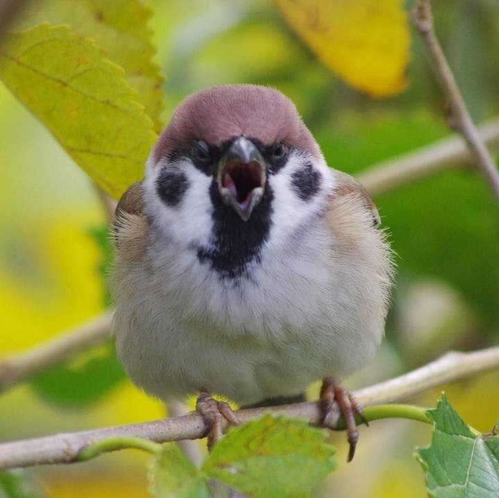 의외로 정면에서 보면 무서운 생물....JPG | 인스티즈