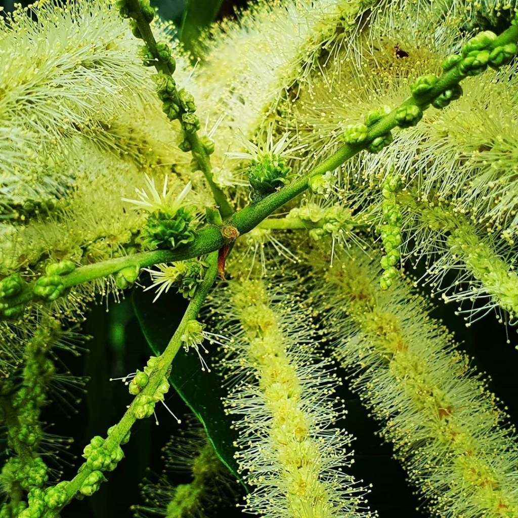 밤나무에 핀 밤꽃.........jpg | 인스티즈