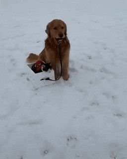 고양이 눈썰매 태워주는 골든 리트리버 댕댕이.gif | 인스티즈