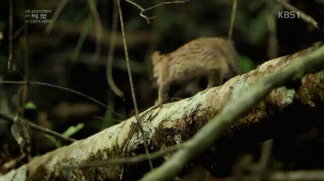 세상에서 작은고양이 | 인스티즈