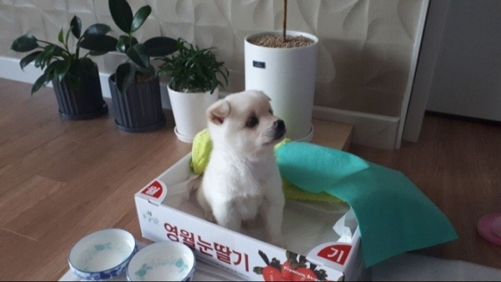 졷냥이 한테 집을 빼앗긴 댕댕이 | 인스티즈