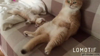 육아에 지쳐 넋이 나간냥.gif | 인스티즈