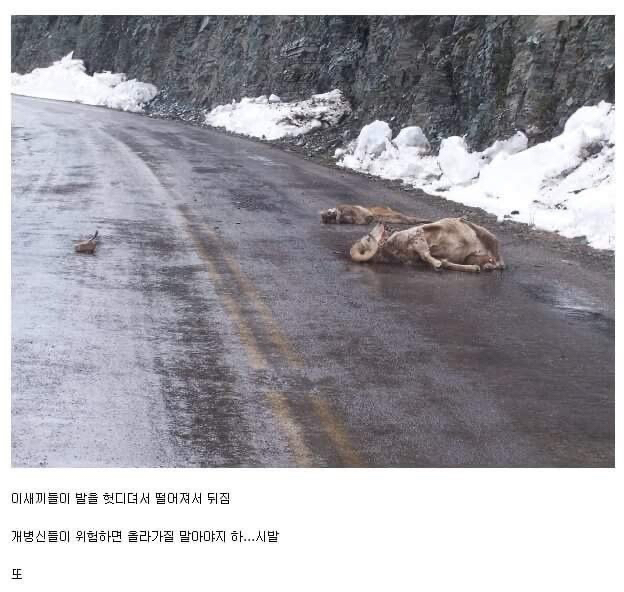 ㅂㅅ같은 동물류 최고봉.jpg | 인스티즈