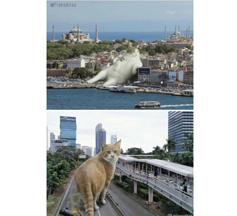 거대해진 냥냥이 | 인스티즈