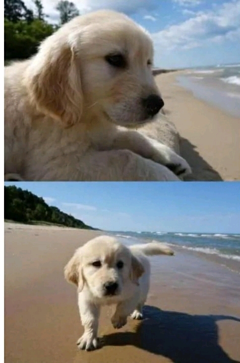 바다에 놀러간 애기 댕댕이.jpg | 인스티즈