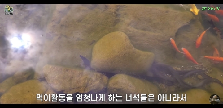 직접 만든 연못에 새로운 어종 추가하는 유튜버.jpg | 인스티즈