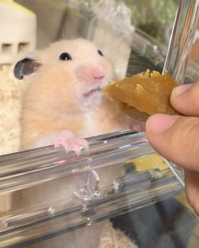 고구마말랭이 맛에 당황한 햄스터.jpg | 인스티즈