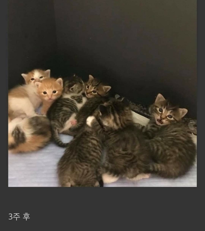직장동료가 임신한 고양이를 데려옴 | 인스티즈