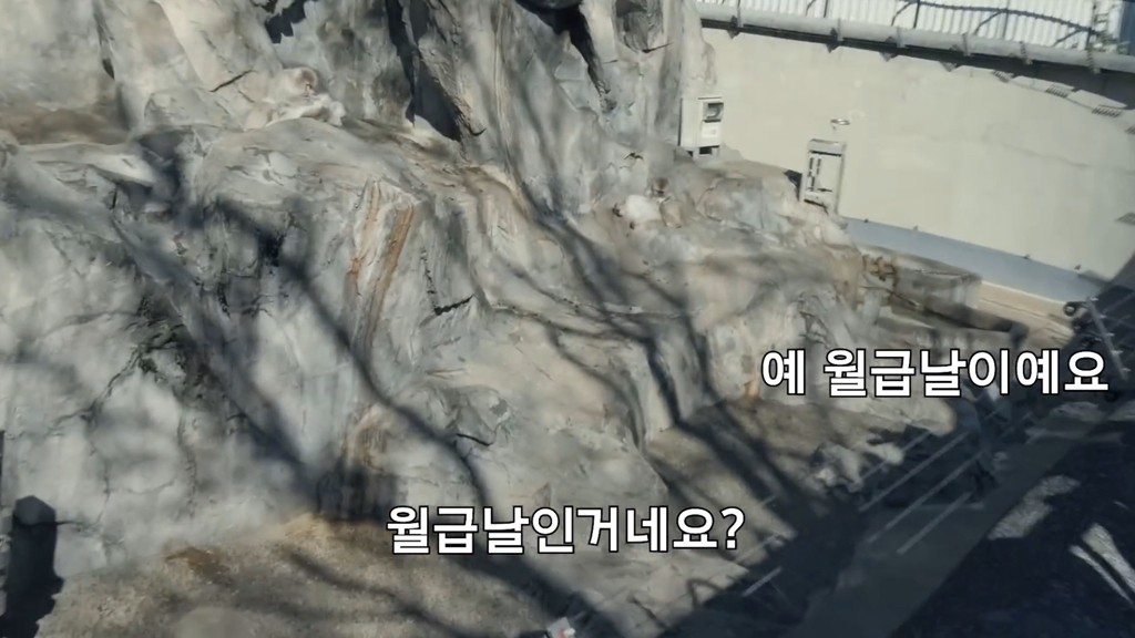 일본인이 밝히는 일본 원숭이의 암수 구분법 | 인스티즈