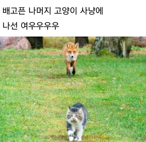 고양이 사냥에 나선 여우 | 인스티즈