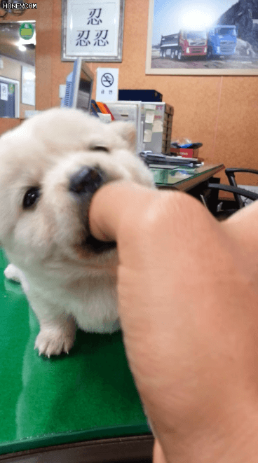 사람 손 물어 뜯는 흉폭한 댕댕이.gif | 인스티즈