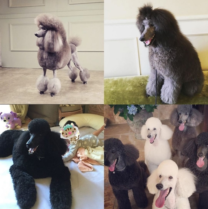  나보다 미용에 돈 더 많이 쓰는게 분명한 신세계 정용진 부회장이 키우는 강아지들...jpg | 인스티즈